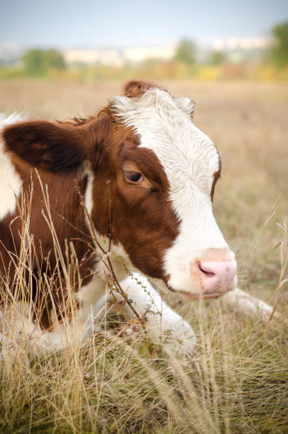 istock cow in the meadow 1333197755