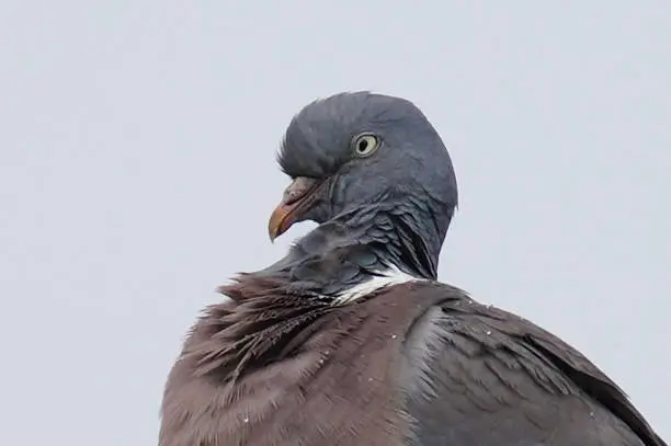 Photo of Majestic Pigeon