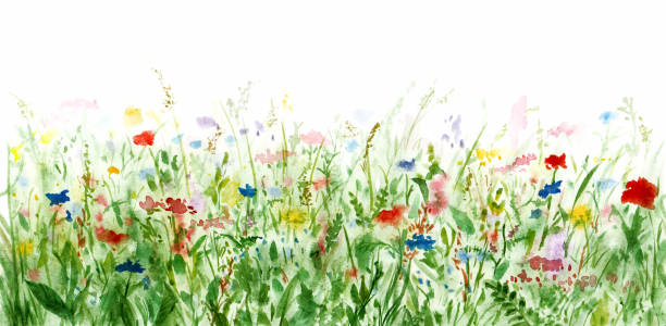 Seamless wildflowers lawn border or frame. Bloomy flowering meadow. Multicolor wild flowers. Hand drawing watercolor summer floral green field or glade illustration. Hand painting pattern background watercolor flower stock illustrations