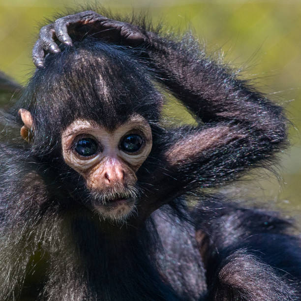 Funny Spider Monkey Stock Photos, Pictures & Royalty-Free Images - iStock