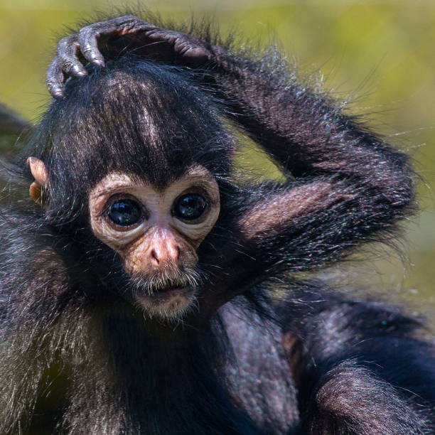 Funny Spider Monkey Stock Photos, Pictures & Royalty-Free Images - iStock Funny Spider Monkey Stock Photos, Pictures & Royalty-Free Images - iStock