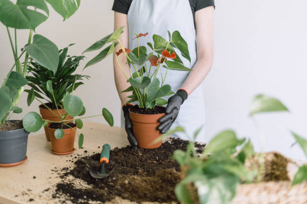 Woman in apron transplanting flowers in ceramic pots Cropped photo of housewife in white apron transplanting flowers in ceramic pots on kitchen wooden table indoors. Concept of home garden anthurium stock pictures, royalty-free photos & images