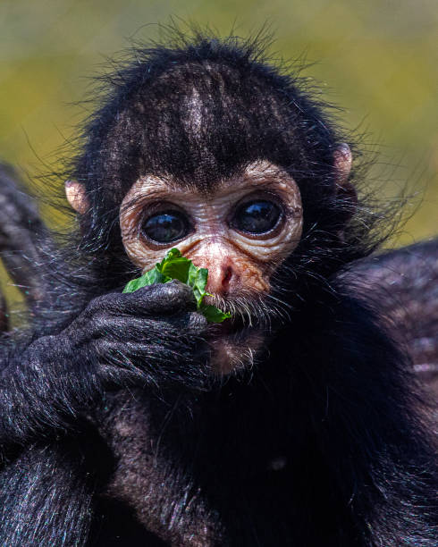 Funny Spider Monkey Pictures Stock Photos, Pictures & Royalty-Free Images - iStock Funny Spider Monkey Pictures Stock Photos, Pictures & Royalty-Free Images - iStock