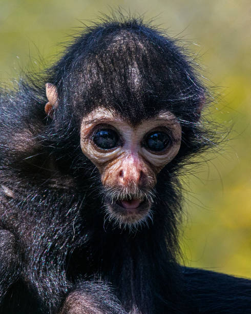 Baby Spider Monkey Stock Photo - Download Image Now - Animal, Animal  Wildlife, Animals In Captivity - iStock