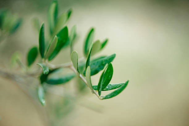 istock Olive tree leaves close-up, Tuscany 1333199770