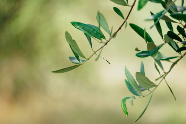 istock Olive tree leaves close-up, Tuscany 1333200128