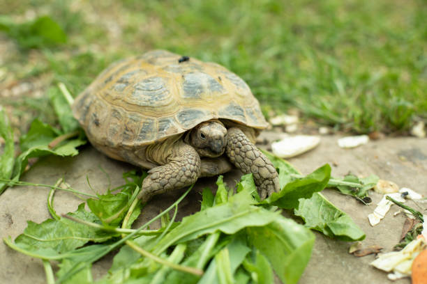 The turtle is eating grass. Land turtle on a green lawn. stock photo