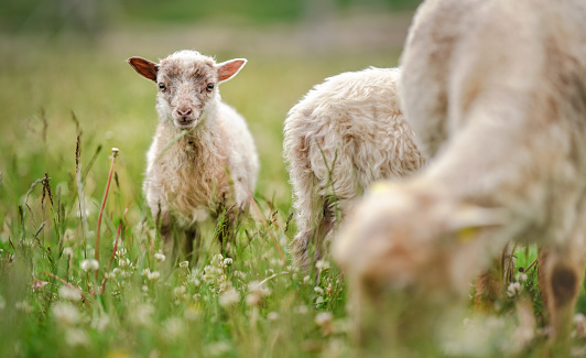 Sheep looking at camera