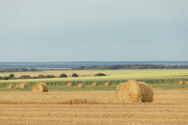 Close-up view of round hay bale