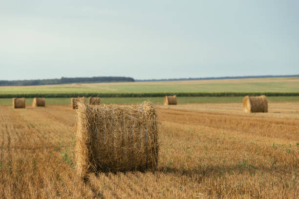 Straw barrels and wheat field at Sunset