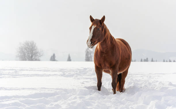 istock Dark brown horse wades on snow covered field, blurred trees in background, space for text left side 1333201462