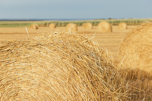 straw bales on a stubble field in rural Switzerland