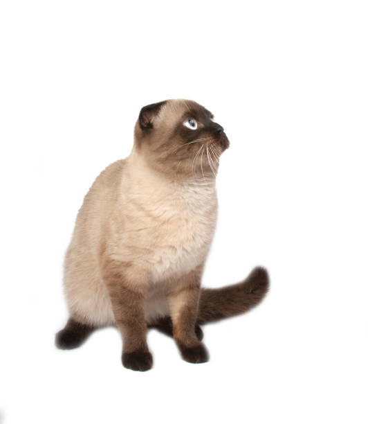 istock British fold cat coffee brown color on white 1333201695