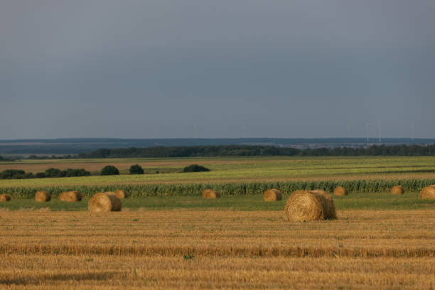 Straw barrels and wheat field at Sunset