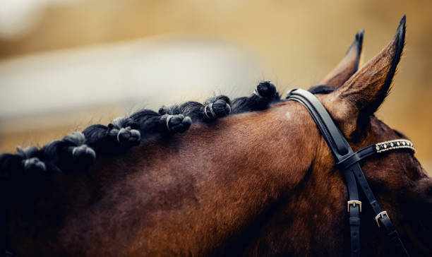 Horse ears and braided mane of a dressage horse. Pigtails on neck sports brown horse. Horse ears and braided mane of a dressage horse. Pigtails on neck sports brown horse. Equestrian sport. Dressage of horses in the arena. Horseback riding. dressage stock pictures, royalty-free photos & images