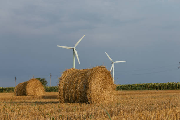 Straw barrels and wheat field at Sunset