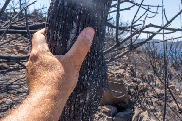 istock Human hand holding a completely burnt pine tree trunk after a fire disaster 1333202066