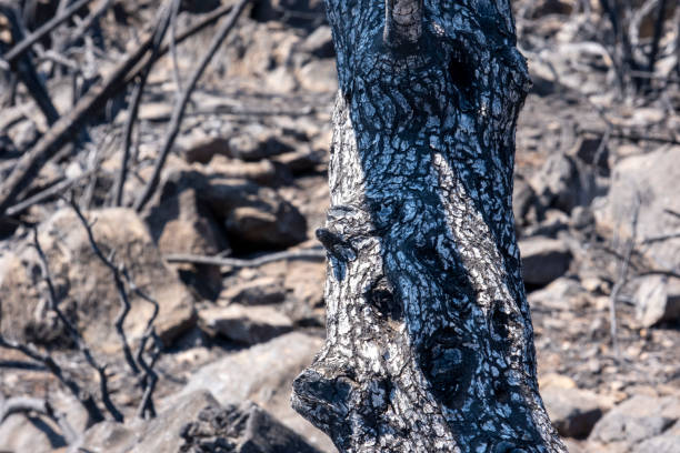 istock Close-up on a tree trunk wood turned into ashes after a forest wildfire 1333202099