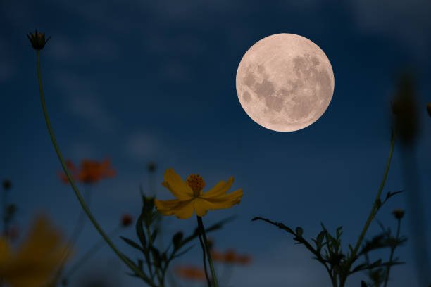 istock Full moon on the sky with sunflowers silhouette at night. 1333202234