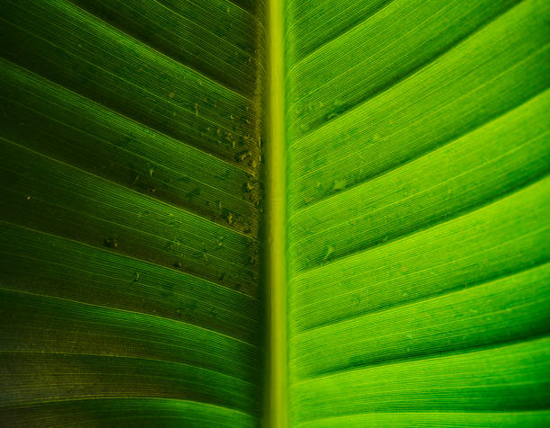 Symmetrical leaf in the rain Close up of a symmetrical leaf representing dark and light in the rain. climate justice photos stock pictures, royalty-free photos & images