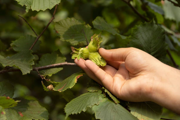 istock Farmer show green hazelnuts. Tree with hazelnuts in Ordu, Turkey 1333203543