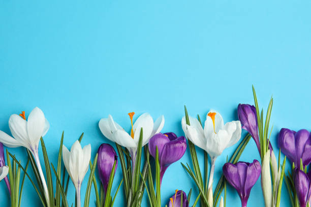 istock Beautiful spring crocus flowers on blue background, flat lay. Space for text 1333203848