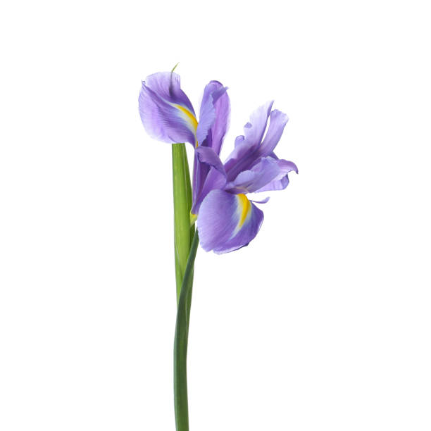 흰색에 고립 된 아름다운 홍채. 봄 꽃 - iris 뉴스 사진 이미지