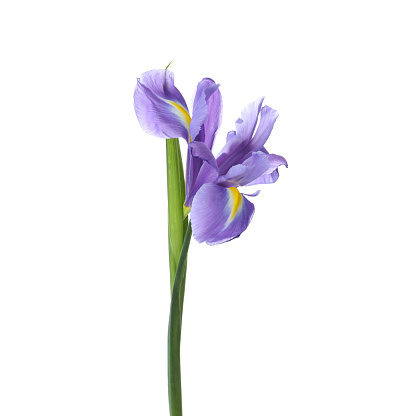 Irises are a showy flower with pretty flooms. They represent faith, hope, courage and wisdom.