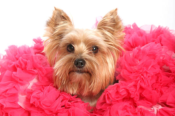 istock Beautiful lady yorkshire Terrier sitting on flounced skirt 133320552