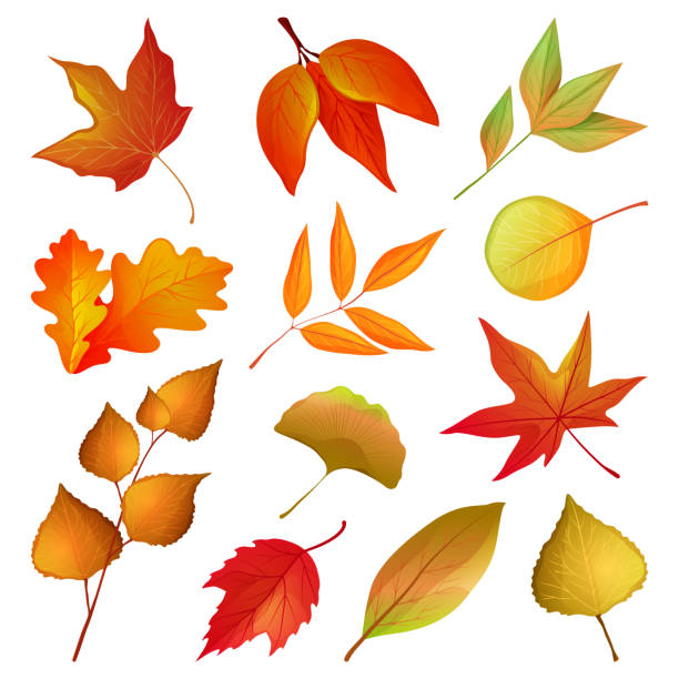 装飾的な紅葉と小枝、ベクトルセット - cherry tree tree autumn multi colored点のイラスト素材／クリップアート素材／マンガ素材／アイコン素材