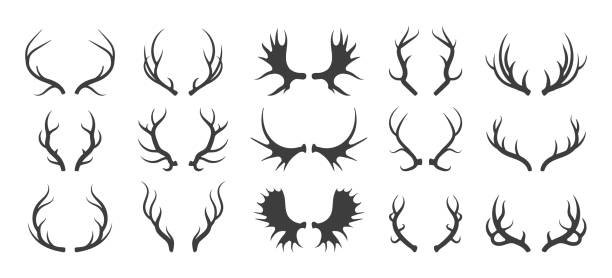 Winter deer antlers Winter deer antlers. Deers and elks horns isolated on white background, wild wood reindeer horny antler set for norway tribal or christmas stylized image antler stock illustrations