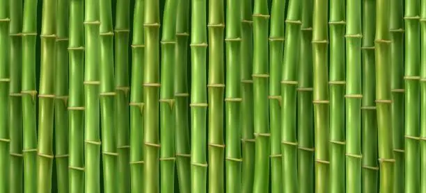 Vector illustration of Green bamboo texture