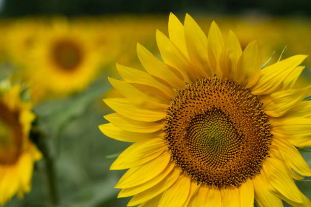 istock Yellow sunflower field landscape 1333208033
