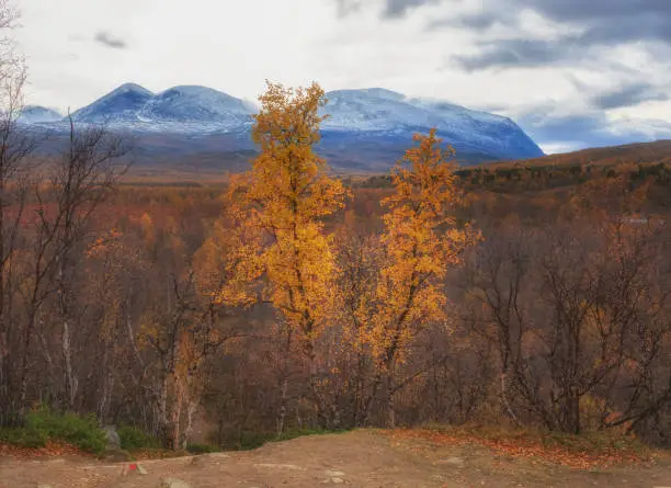 golden birch on the background of the two headed mountain in the Abisko national park in fall polar Sweden