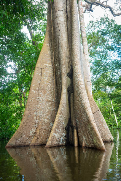 The giant Sumauma or Kapok tree, Ceiba pentandra, during flooded waters of the Amazonas river in the Amazon rainforest. Concept of biodiversity, nature, ecology, environment, forest conservation. The giant Sumauma or Kapok tree, Ceiba pentandra, during flooded waters of the Amazonas river in the Amazon rainforest. Concept of biodiversity, nature, ecology, environment, forest conservation. ceiba tree photos stock pictures, royalty-free photos & images