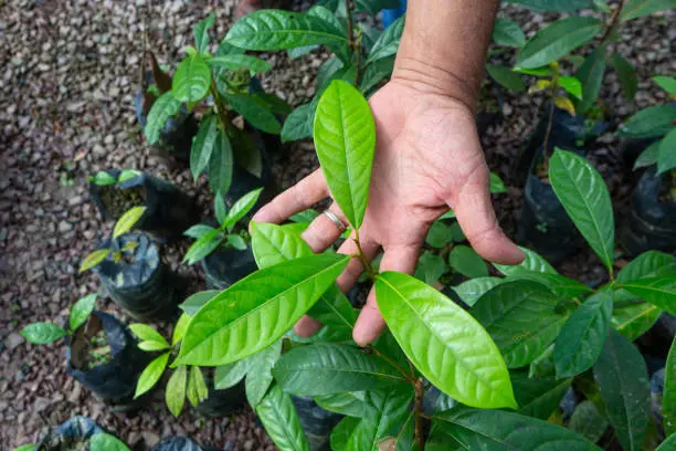 Brazilian Rosewood Pau Rosa tree seedlings in a nursery for reforestation in the amazon rainforest. Concept of environment, ecology, biodiversity, Aniba rosaeodora, bioeconomy, conservation, nature.