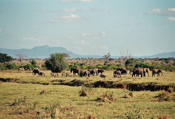 istock Kenya: Arican landscapes and fauna 1333208354