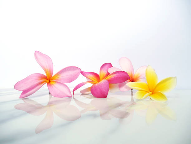 Spa relaxing beautiful tropical flowers for wallpaper or background