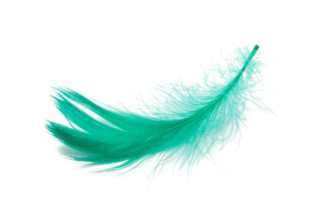 istock Green fluffy feather soft isolated on the white studio background 1333210257