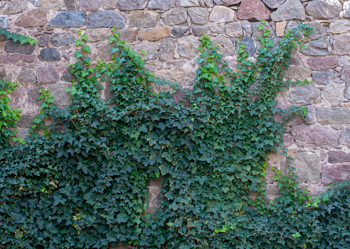 stone wall with green leaves is natural in architecture