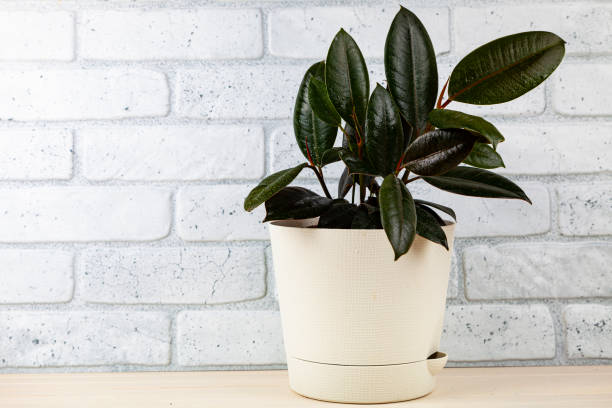 Ficus elastica. Indoor plant in a pot on a brick wall background. Ficus elastica. Rubber Plant stock pictures, royalty-free photos & images