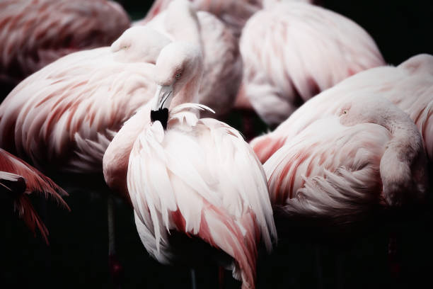 istock Symphony in pink... Flamingos 1333213068