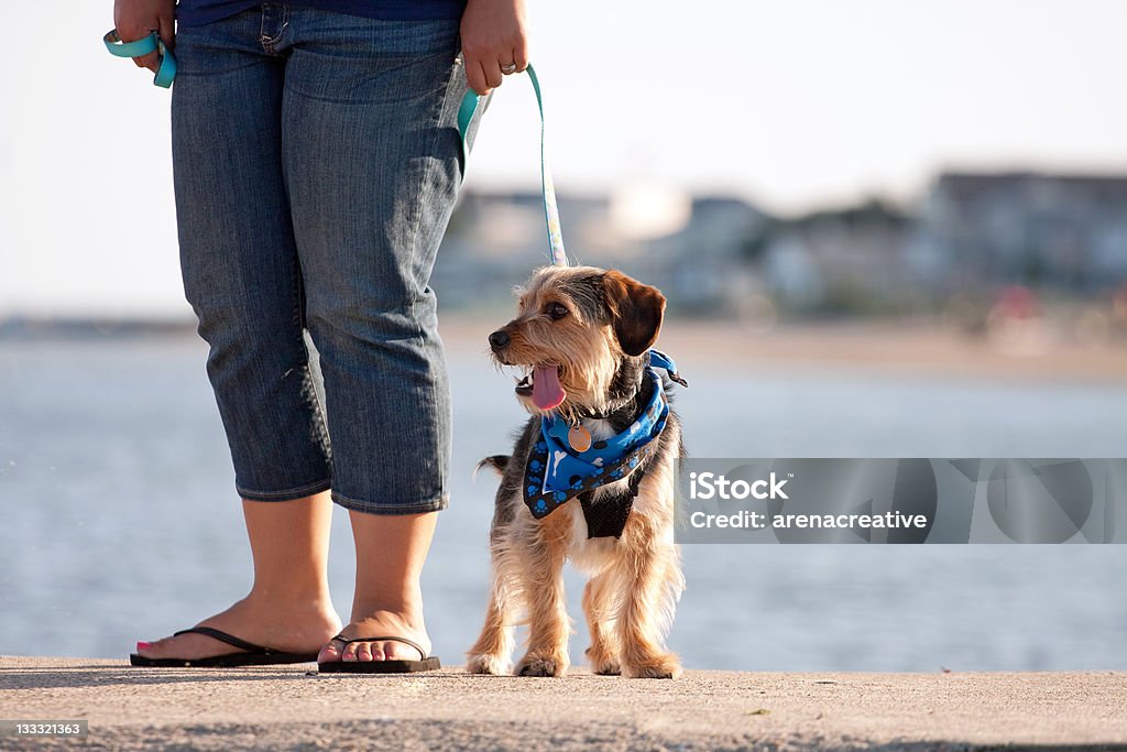 Woman Walking The Puppy A woman walks a cute borkie beagle yorkie mix puppy at the beach. Adult Stock Photo