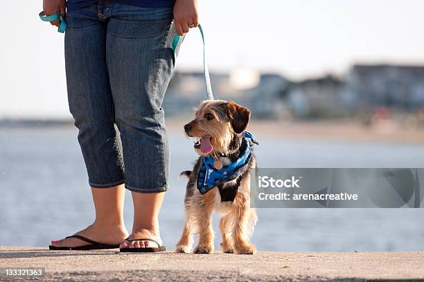 Woman Walking The Puppy Stock Photo - Download Image Now - Adult, Animal, Beach