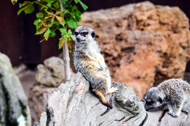 istock Portrait of Meerkats or Suricate 1333213816