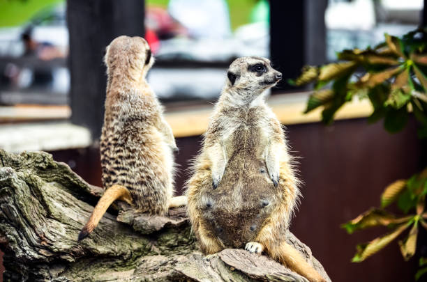 istock Portrait of Meerkats or Suricate 1333213821