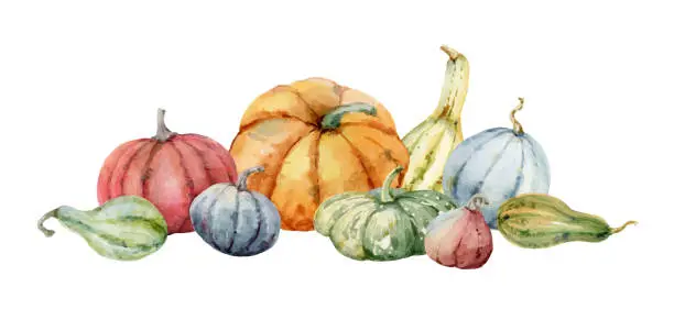 Vector illustration of Watercolor vector festive autumn decor from colorful pumpkins. Botanical illustration isolated on white background. Concept of Thanksgiving day or Halloween.