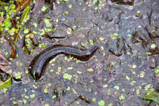 black leech hirudo medicinalis bloodsucker parasite w: swamp macro - leech zdjęcia i obrazy z banku zdjęć