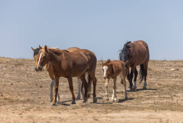 istock Wild Horses in the Utha desert 1333215329