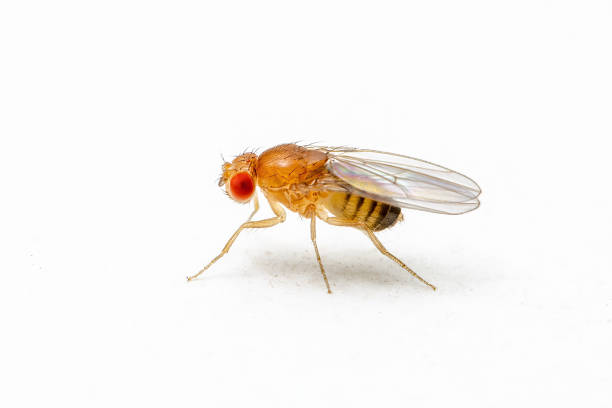 istock Exotic Drosophila Fruit Fly Diptera Parasite Insect on White Background 1333215376
